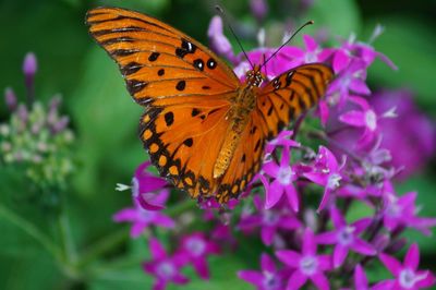 Close-up of butterfly on purple flower