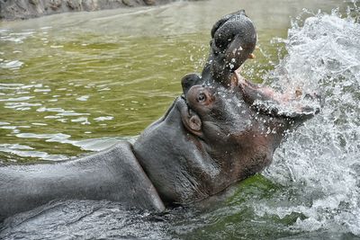 Close-up of hippopotamus with mouth open