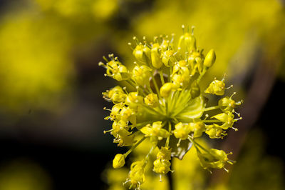 Close-up of yellow flowering plant