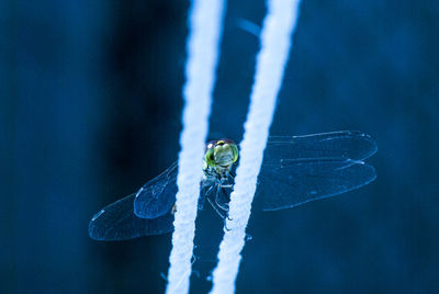 Close-up of damselfly on leaf