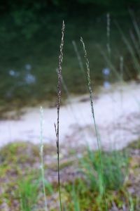 Close-up of grass on field