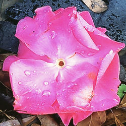 Close-up of pink flower