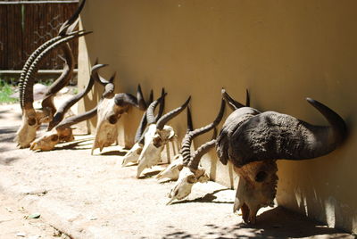 Animal skulls arranged against wall on sunny day