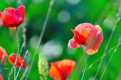 Close-up of red poppy blooming outdoors