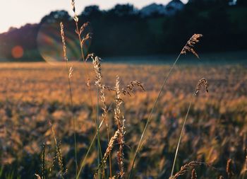 Close-up of stalks in field