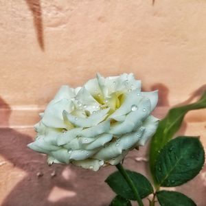 Close-up of rose plant