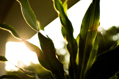 Close-up of plant against sky