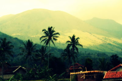 Palm trees on landscape against sky