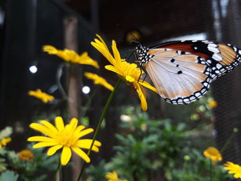 Close-up of butterfly pollinating on yellow flower