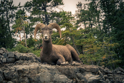 Bighorn sheep sitting on rock against trees at forest