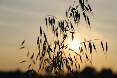 Close-up of silhouette plants on field against sunset sky