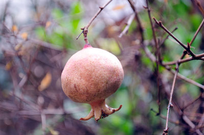 Close-up of apple on tree