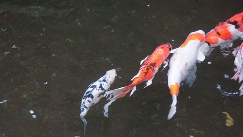 High angle view of koi fish in lake