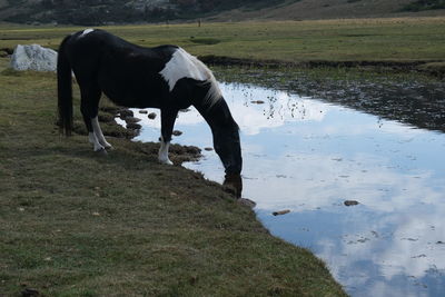 Horse standing in a lake