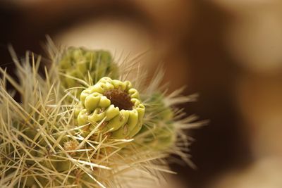 Close-up of cactus plant