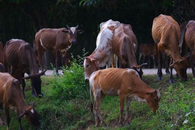 Cows on field