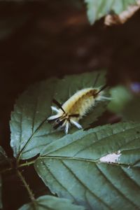 Close-up of insect on leaves