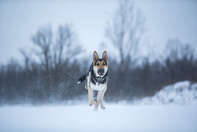 Dog running on snow field