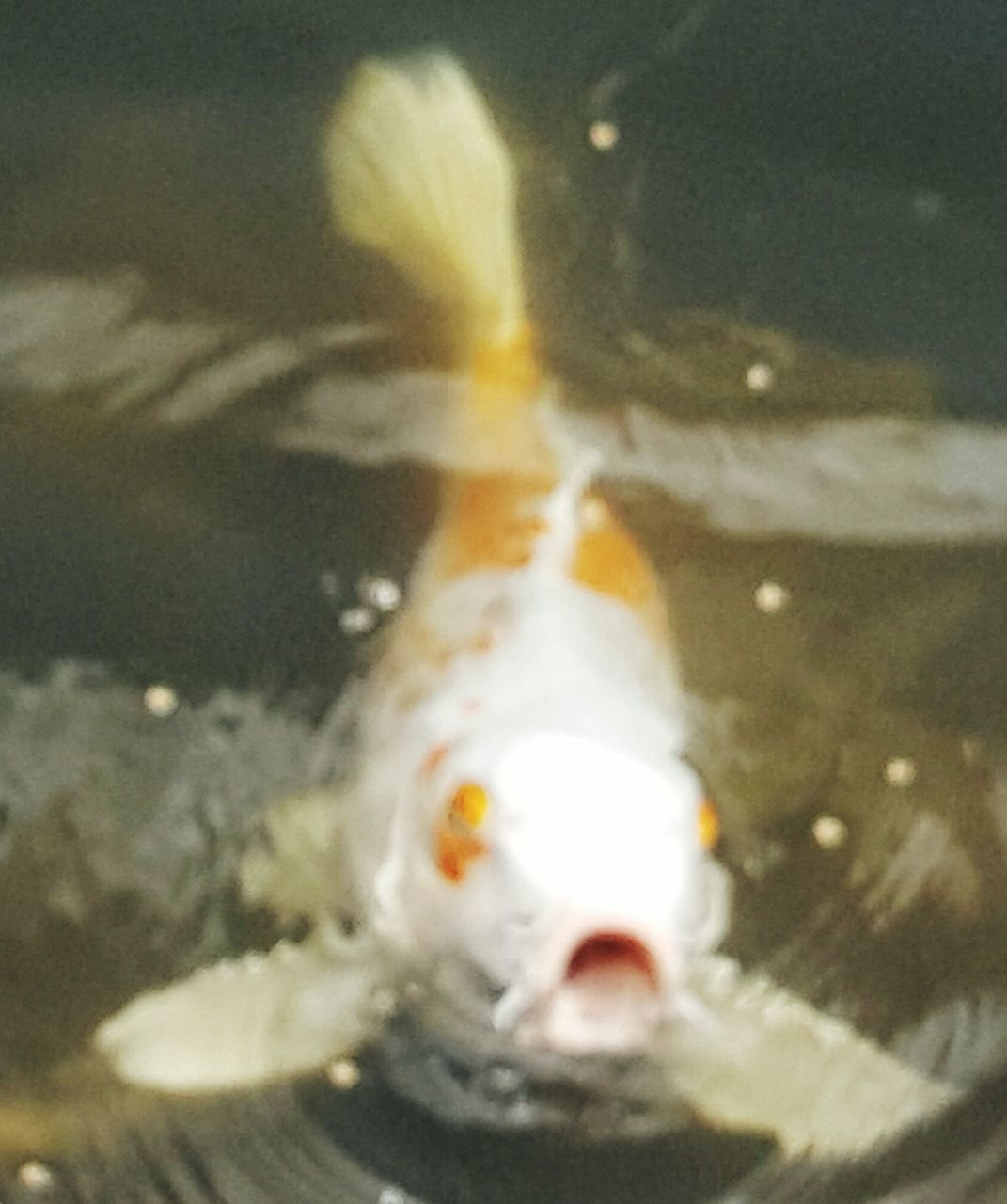 CLOSE-UP OF FISH SWIMMING UNDERWATER