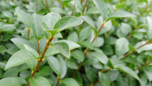 Close-up of wet plant leaves