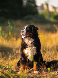 Dog looking away on field