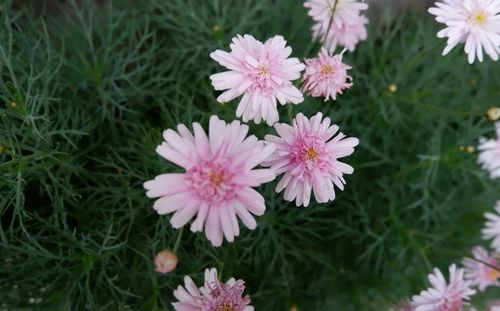 Close-up of flowers blooming outdoors