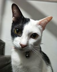 Close-up portrait of a cat