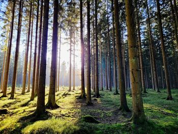 Pine trees in forest