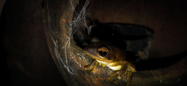 Close-up of frog on wood