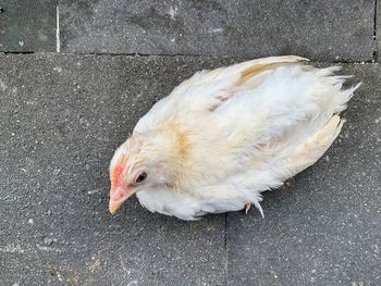 High angle view of a bird on street