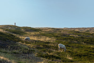 Grazing sheep on the island sylt, germany