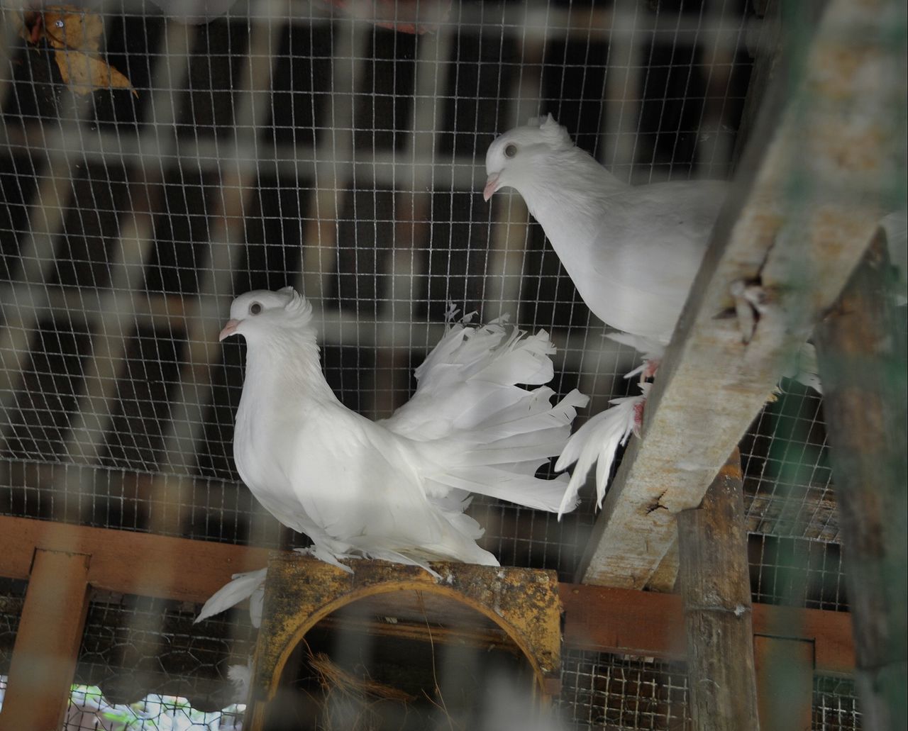 WHITE BIRD IN CAGE