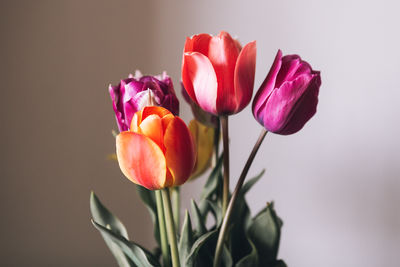 Close-up of multicolored tulips