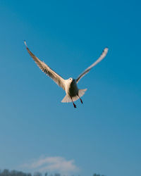 Low angle view of seagull flying in sky