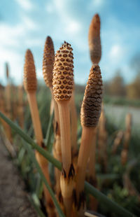 Close-up of succulent plant on field against sky