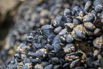 Close-up of seashells on beach