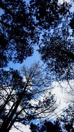 Low angle view of silhouette tree against sky