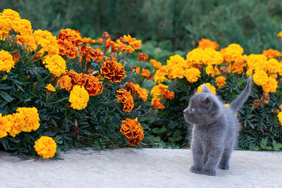 Little gray kitten of one month old in the garden. cat and green grass and flowers marigold