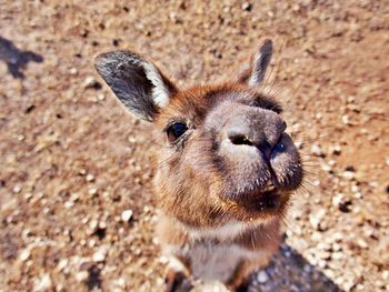 Close-up of a kangaroo on field