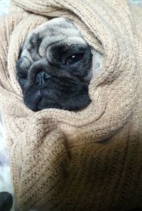 Close-up of dog looking at camera