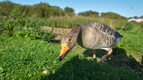 Close-up of a bird on field