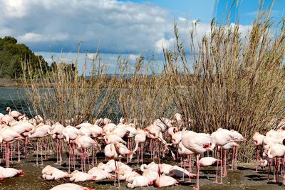 View of birds in lake against cloudy sky