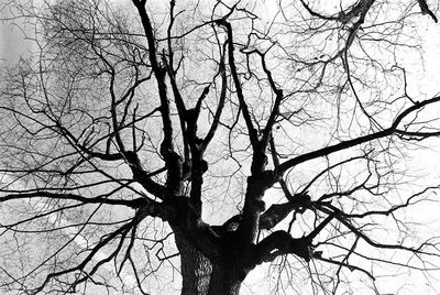 Low angle view of bare trees against sky