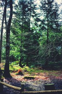 Trees in forest against sky