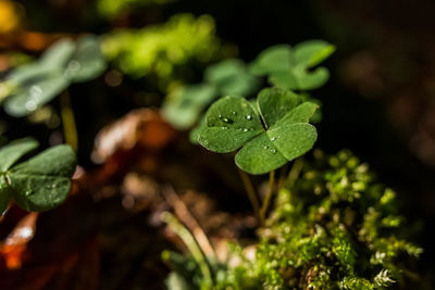 Close-up of raindrops on leaves
