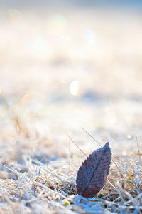 Close-up of snow