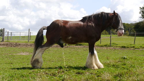 Horse standing in ranch making pi