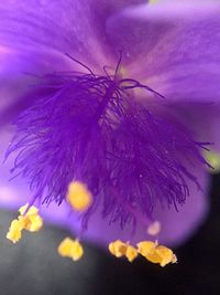 Close-up of purple flowers