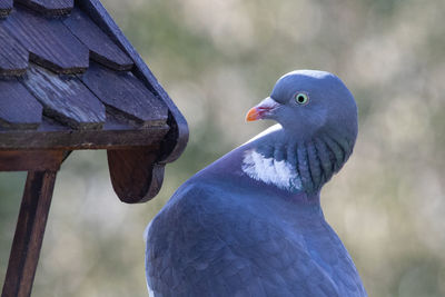 Close-up of pigeon perching