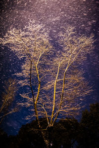 Low angle view of tree against sky during sunset